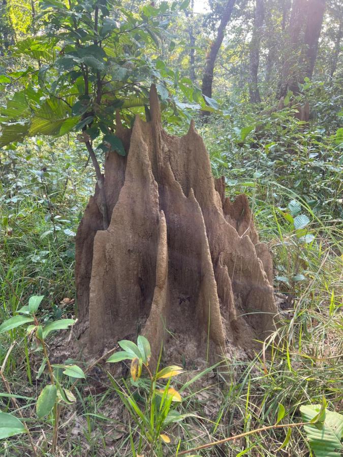 Chitwan Park Village Саураха Экстерьер фото