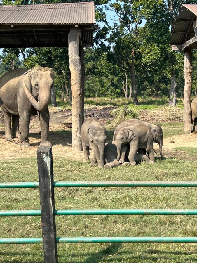 Chitwan Park Village Саураха Экстерьер фото