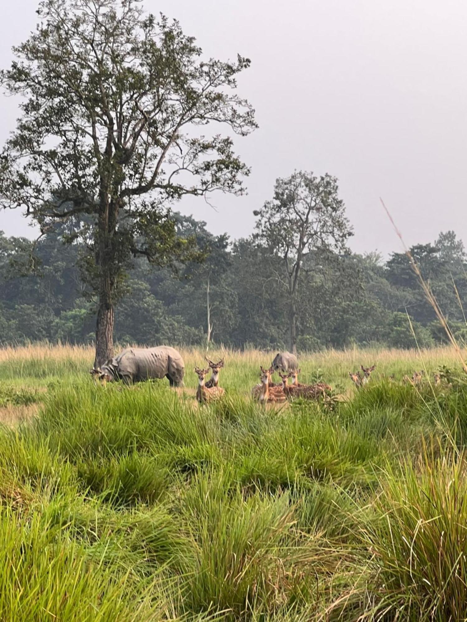 Chitwan Park Village Саураха Экстерьер фото